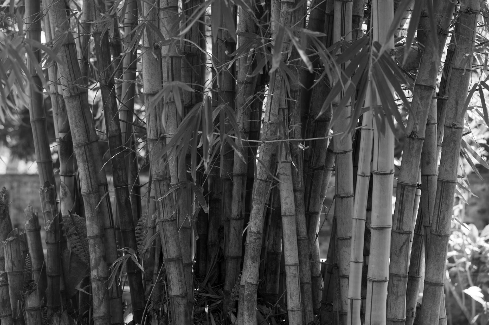 Bamboo Powder in Skin Care: Gentle Exfoliation for Smooth, Refined Skin